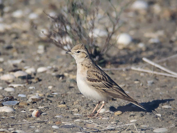 Lyhytvarvaskiuru, Greater Short-toed Lark, Calandrella brachydactyla